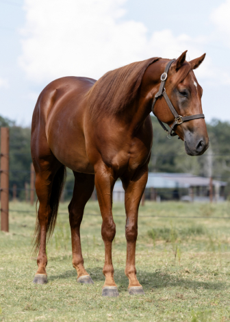 HorseID: 2303660 Bouncin Bartender - PhotoID: 1086347