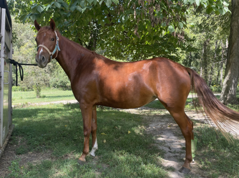 HorseID: 2303664 Beautiful Betty - PhotoID: 1086349