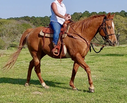 HorseID: 2303665 Buddie - PhotoID: 1086350