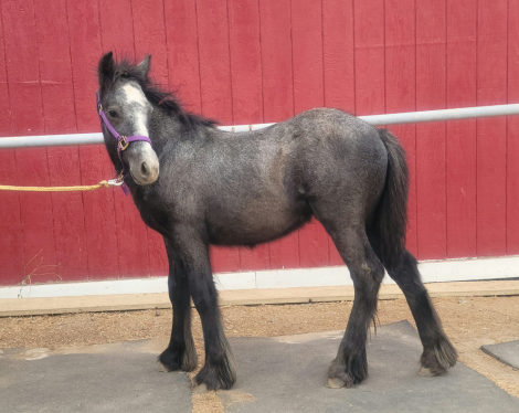 HorseID: 2303675 Fell Pony Grey Colt - 2025 Reg Pending - PhotoID: 1086364