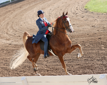 HorseID: 2303676 WALTERWAY'S NEVER STOP DREAMIN' - PhotoID: 1086353