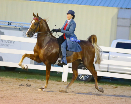 HorseID: 2303676 WALTERWAY'S NEVER STOP DREAMIN' - PhotoID: 1086356