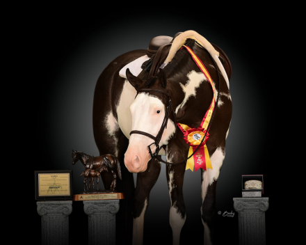 HorseID: 2303679 Pursuit of Happiness - PhotoID: 1086357