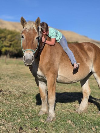 HorseID: 2303681 MT Linas Surprise - PhotoID: 1087955