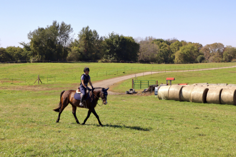 HorseID: 2303685 Amore Mio - PhotoID: 1086360