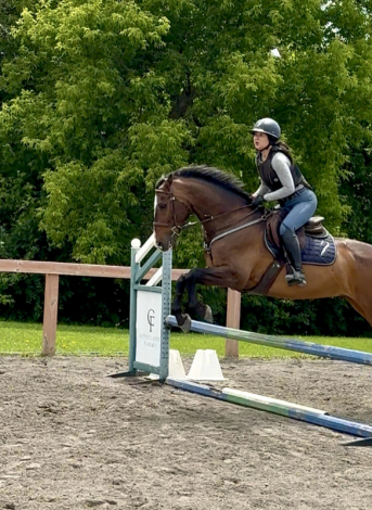 HorseID: 2303685 Amore Mio - PhotoID: 1086361