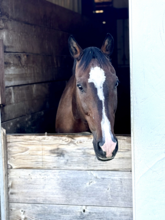 HorseID: 2303685 Amore Mio - PhotoID: 1086362