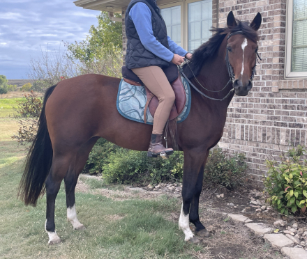 HorseID: 2303687 Autumn - PhotoID: 1086363