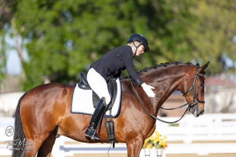 HorseID: 2303692 Spencer - PhotoID: 1086367