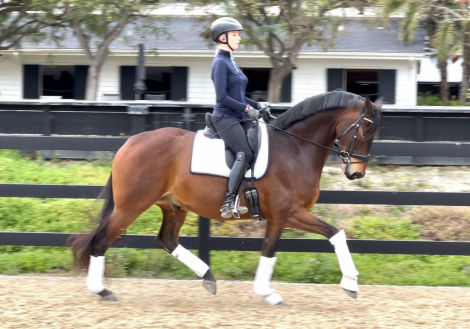 HorseID: 2303692 Spencer - PhotoID: 1086368