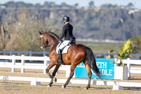 HorseID: 2303692 Spencer - PhotoID: 1086369