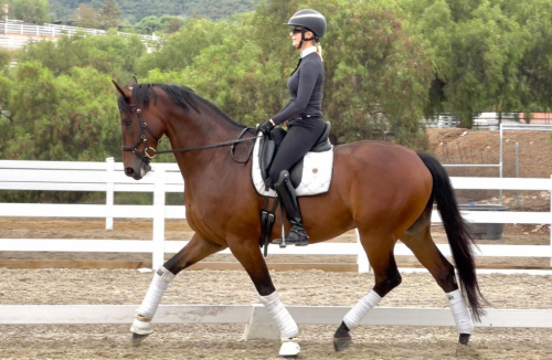 HorseID: 2303692 Spencer - PhotoID: 1086370