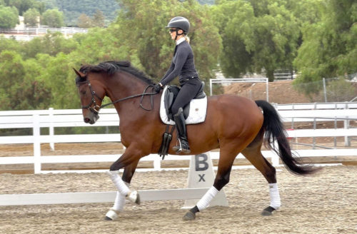 HorseID: 2303692 Spencer - PhotoID: 1086372