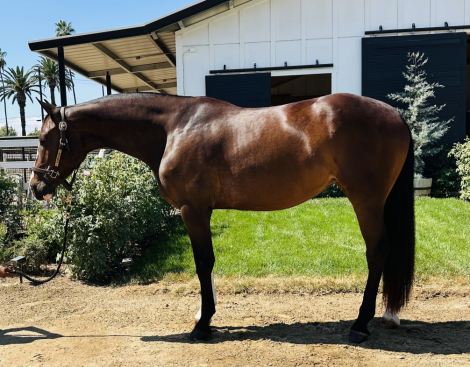 HorseID: 2303696 Camilla - PhotoID: 1086373