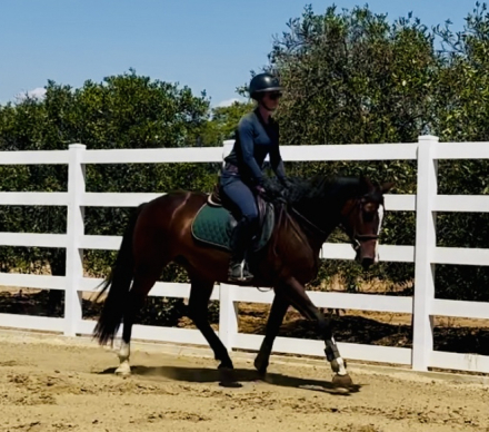 HorseID: 2303696 Camilla - PhotoID: 1086374