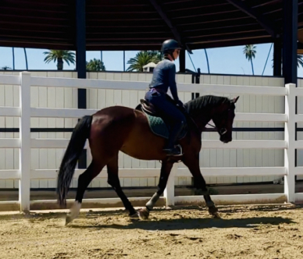 HorseID: 2303696 Camilla - PhotoID: 1086375