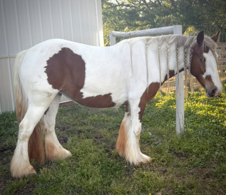 HorseID: 2303698 Gypsy Vanner mare payments available - PhotoID: 1086376