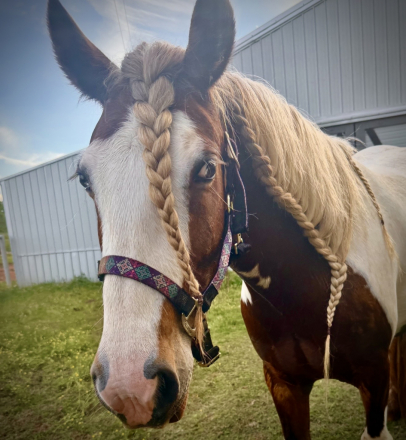 HorseID: 2303698 Gypsy Vanner mare payments available - PhotoID: 1086377