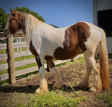 HorseID: 2303698 Gypsy Vanner mare payments available - PhotoID: 1086378