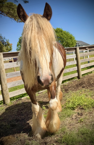 HorseID: 2303698 Gypsy Vanner mare payments available - PhotoID: 1086379