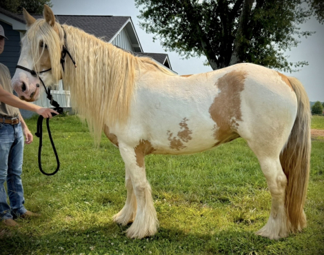 HorseID: 2303699 Riding Gypsy Vanner mare - PhotoID: 1086380