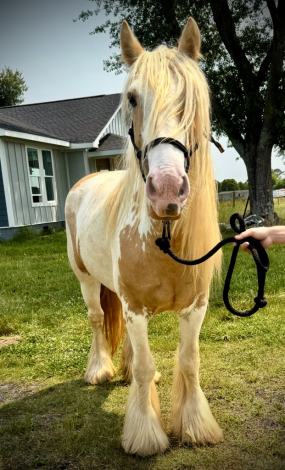 HorseID: 2303699 Riding Gypsy Vanner mare - PhotoID: 1086381