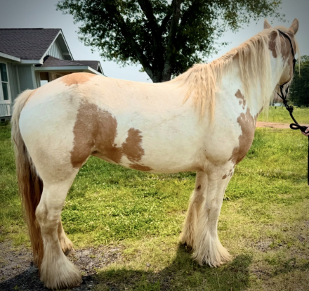 HorseID: 2303699 Riding Gypsy Vanner mare - PhotoID: 1086382