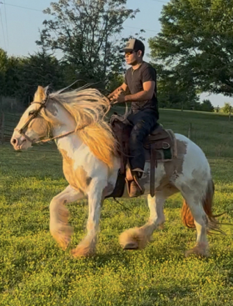 HorseID: 2303699 Riding Gypsy Vanner mare - PhotoID: 1086383