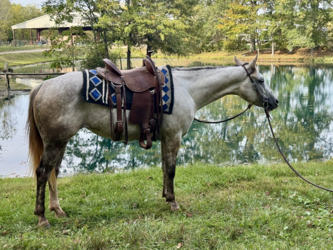 HorseID: 2303701 Biebers French Chic - PhotoID: 1086405