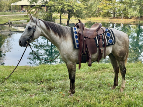 HorseID: 2303701 Biebers French Chic - PhotoID: 1086406