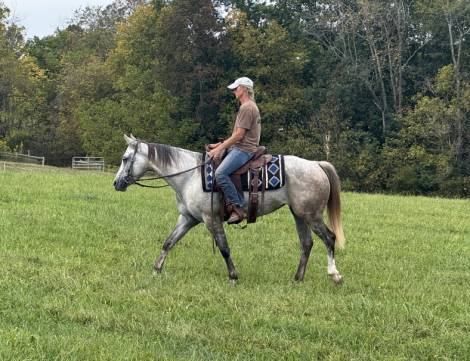 HorseID: 2303701 Biebers French Chic - PhotoID: 1086407