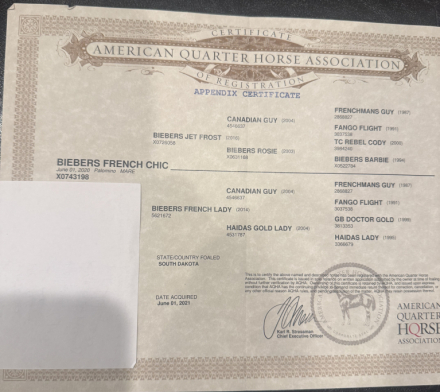 HorseID: 2303701 Biebers French Chic - PhotoID: 1086408