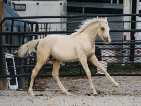 HorseID: 2303702 Trickonometry - PhotoID: 1086409