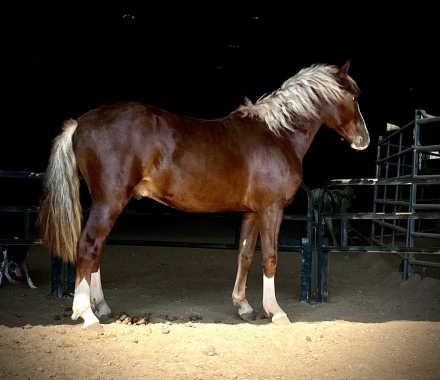 HorseID: 2303705 Frog - PhotoID: 1086414