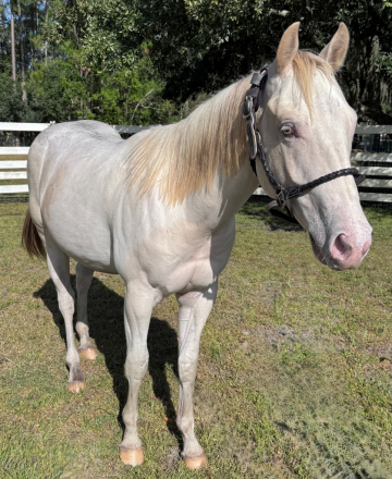 HorseID: 2303706 Dom Perignon Cat - PhotoID: 1086415