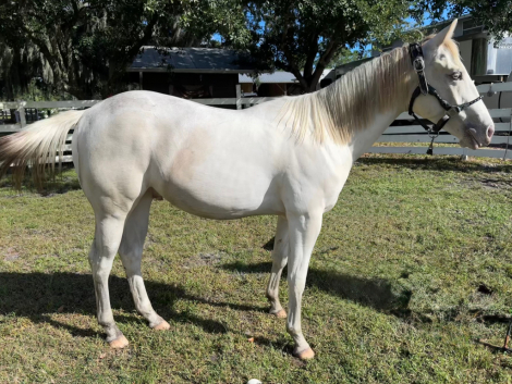 HorseID: 2303706 Dom Perignon Cat - PhotoID: 1086416