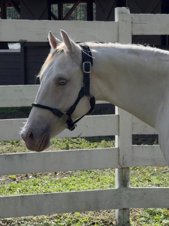 HorseID: 2303706 Dom Perignon Cat - PhotoID: 1086417