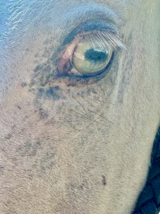 HorseID: 2303706 Dom Perignon Cat - PhotoID: 1086418