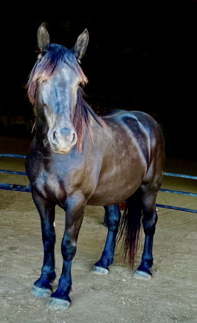 HorseID: 2303707 Runa - PhotoID: 1086419