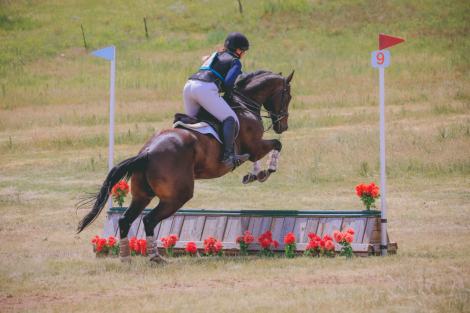 HorseID: 2303709 One Step Away - PhotoID: 1086422