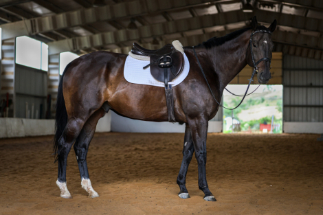 HorseID: 2303709 One Step Away - PhotoID: 1086423