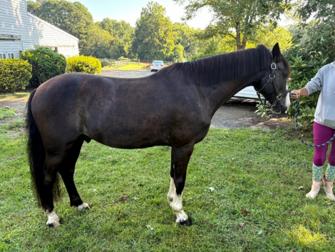 HorseID: 2303711 Back in Black - PhotoID: 1086424