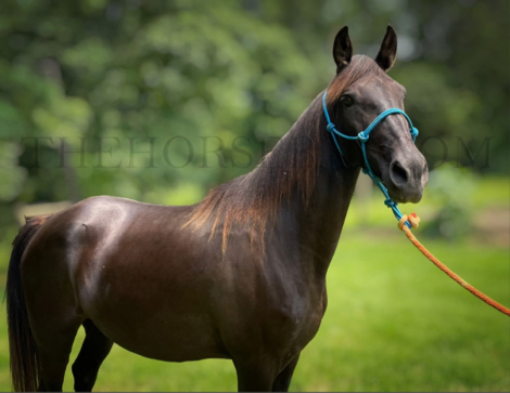 HorseID: 2303713 LMH RYDER'S MERCEDES.  SOLD - PhotoID: 1086425