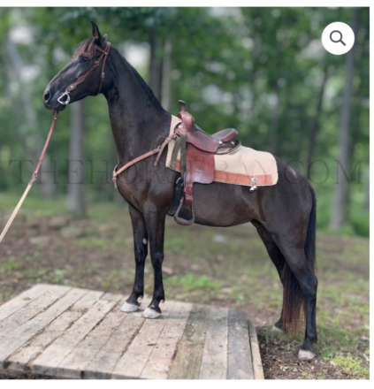 HorseID: 2303713 LMH RYDER'S MERCEDES.  SOLD - PhotoID: 1086426