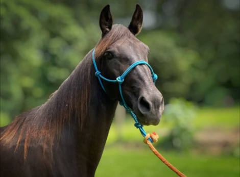 HorseID: 2303713 LMH RYDER'S MERCEDES.  SOLD - PhotoID: 1086427