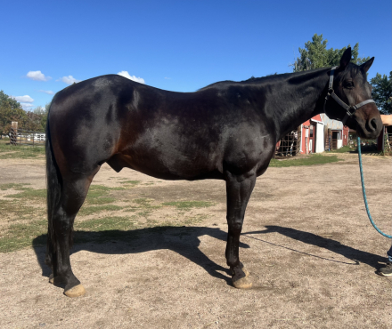 HorseID: 2303715 Montana Macatier - PhotoID: 1087066