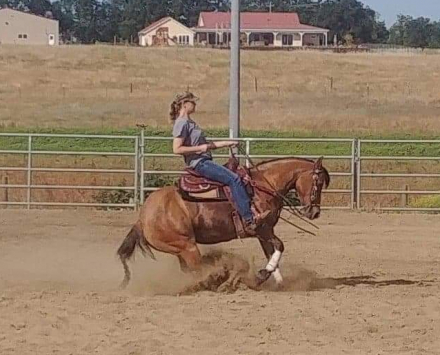 HorseID: 2303717 DUNNIT COOL - PhotoID: 1086434