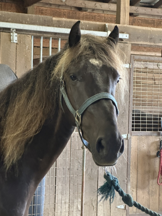 HorseID: 2303718 DF'S Worth More Than Gold - PhotoID: 1086435