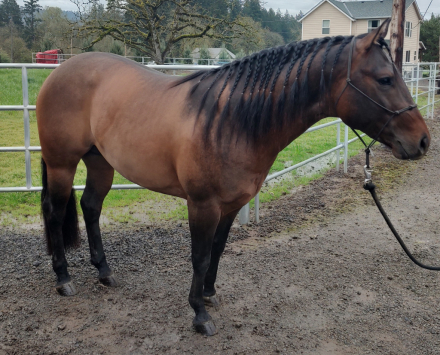 HorseID: 2303719 BLACKBURN REVOLUTION - PhotoID: 1086436