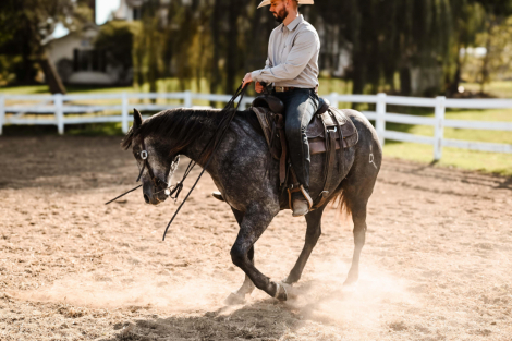 HorseID: 2303720 DD SPECIAL ROANY - PhotoID: 1086437